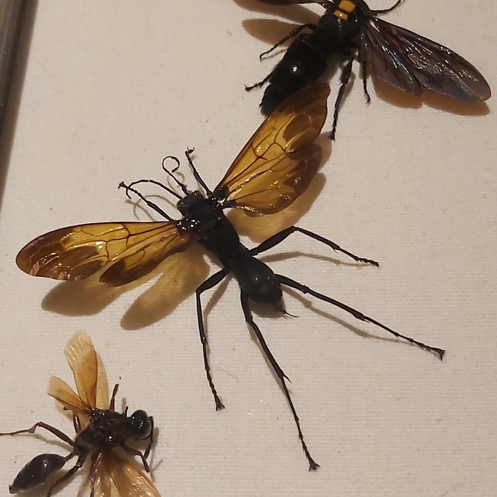 Framed Insect Display with Gray Frame - Picture 2 of 5